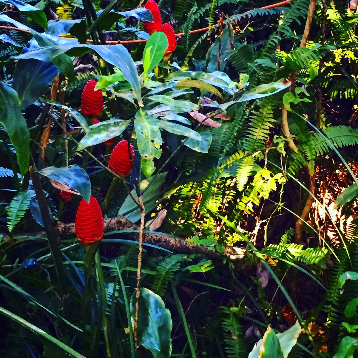 VisitFLParks's tweet photo. Enjoying the natural flora and fauna before the #legendarysirens show in a few minutes! #visitflparks #flproud  #ilovefl https://t.co/0n58SDJwlX