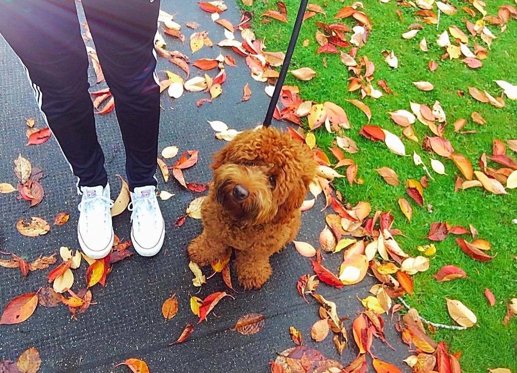 kimberly_mac11's tweet photo. My #Vancouver version of fall colours...
#puppy #missedthatface #homesweethome #walk #outsโฆ https://t.co/btTdskIRj5 https://t.co/LNQOrLa8tS