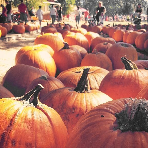 TimoSaidWHAT's tweet photo. On the hunt for the perfect pumpkin. #SundayFunday #pumpkinpatch #SweetFieldsFarm #LoveFL β¦ https://t.co/Qmf4skiaTk https://t.co/LDRFPc57Aa