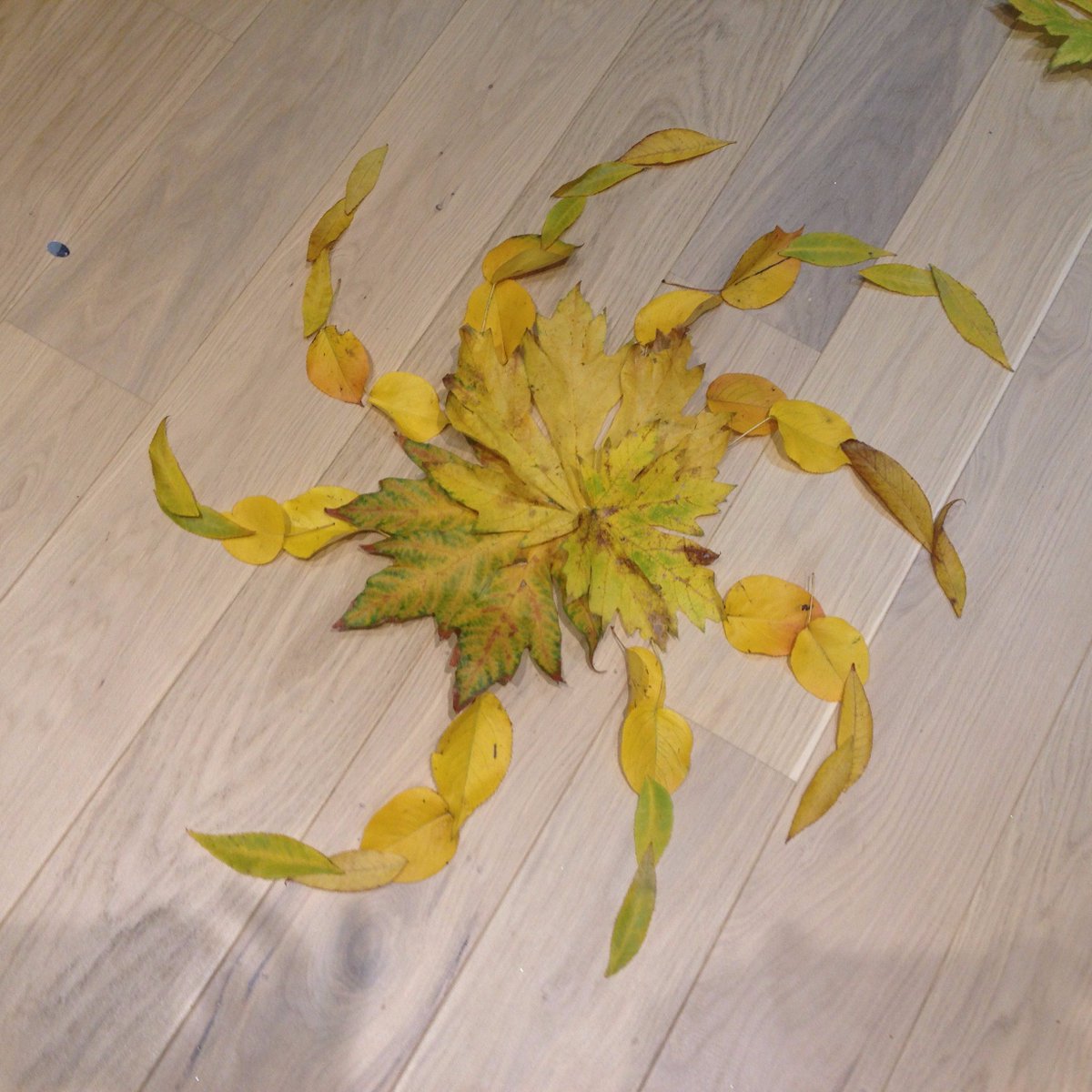nicolagoddard2's tweet photo. had a practise go at fireworks pictures with autumn leaves ready for the first Mini Rangers session @perivalewood @SelborneSoc #autumn https://t.co/3geev7yKp6