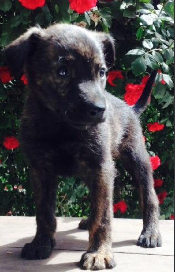 Ayudemos a encontrar un hogar a Frannie, más info en goo.gl/XEiFL2 <a href="/KarendTV/">Karen Doggenweiler L</a> <a href="/kattykowaleczko/">Katty Kowaleczko</a> <a href="/AmorSalchicha/">Amor Salchicha</a> <a href="/Tomcatttttttttt/">Entregatos Florida</a>