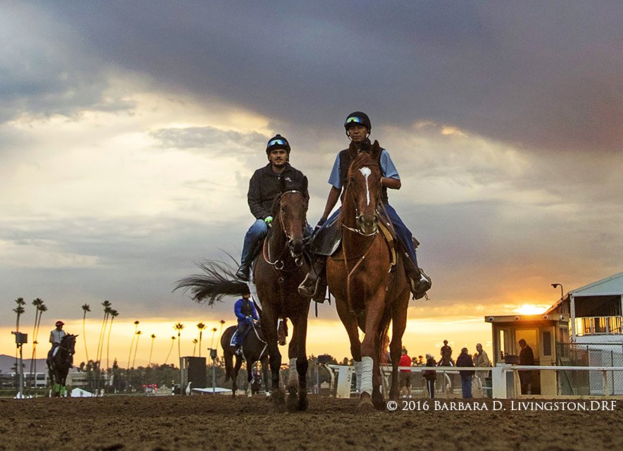 DRFLivingston's tweet photo. Champion NYQUIST, with Jonny Garcia up, trainer @DougONeill1 , this am at @santaanitapark . https://t.co/297Taa4r3D