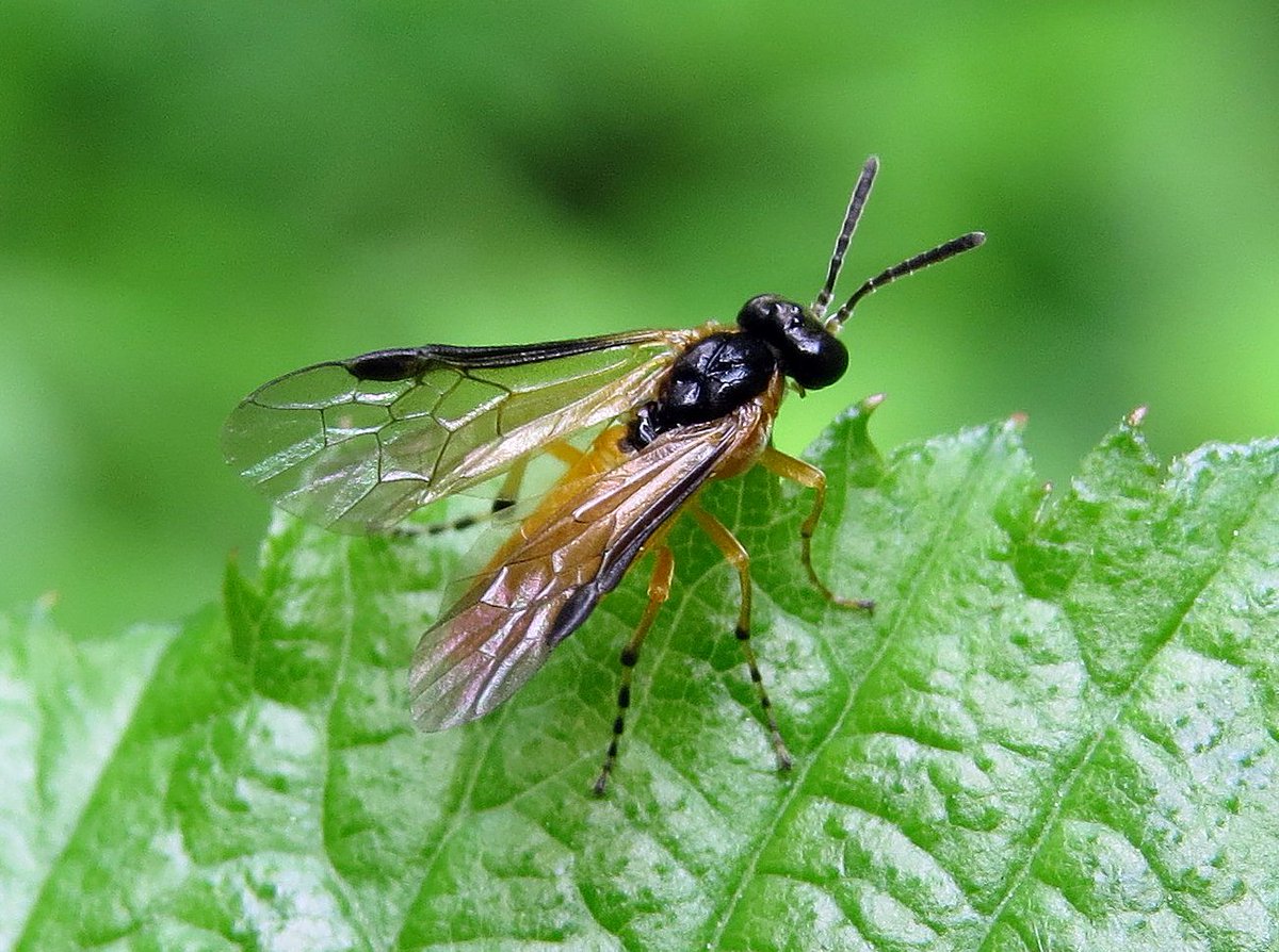 StevenFalk1's tweet photo. Chuffed. Just identified all my Athalia's & have 7 of the 10 UK spp. Cool points if you can ID any of the following #LoveSawflies https://t.co/pw0pNR71Q4