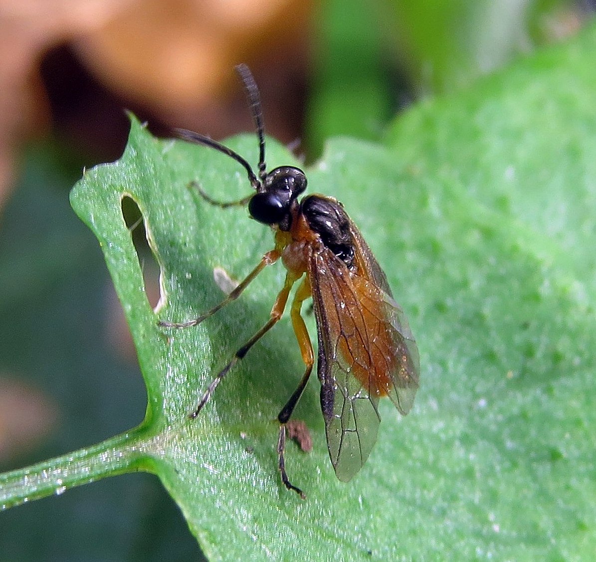 StevenFalk1's tweet photo. Chuffed. Just identified all my Athalia's & have 7 of the 10 UK spp. Cool points if you can ID any of the following #LoveSawflies https://t.co/pw0pNR71Q4