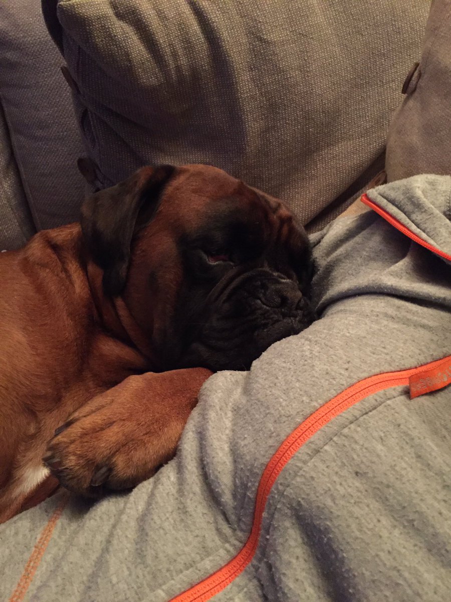 BoxerKiro's tweet image. Sunday with my mommy @Boxerlovers1 @bluezed2003 @PetsitterNo @hundepark @Inditheboxerdog #boxerdog #boxerinorge #norge #boxernytt #agria