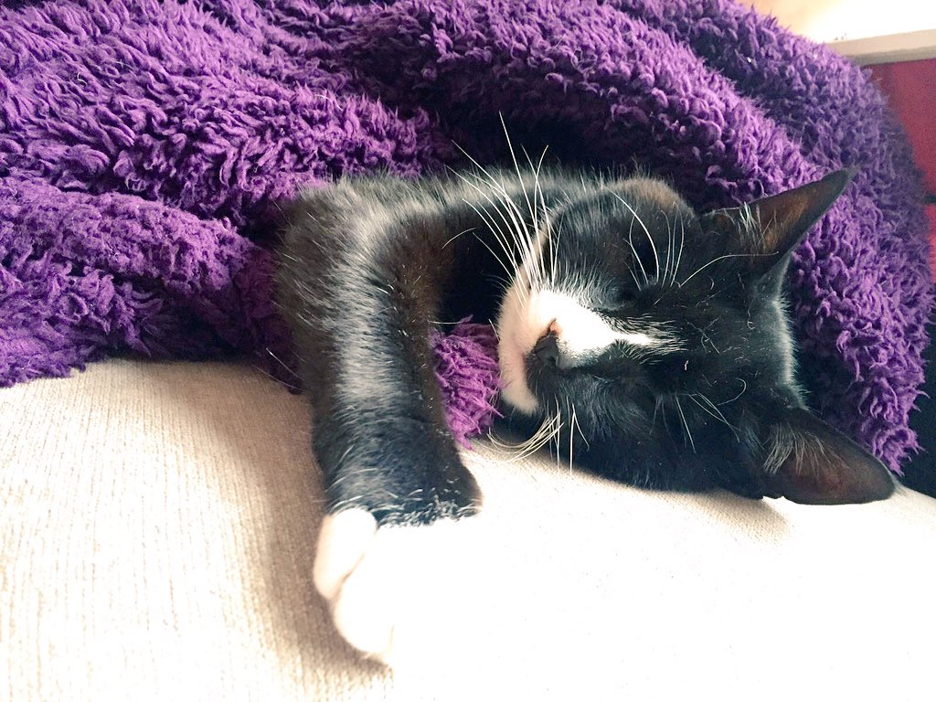 badcatty's tweet photo. Nigh night furry fwends! 🐾😽 https://t.co/2T4XWg6TYA