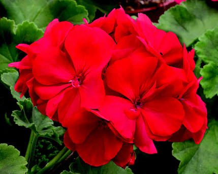 世界の花一覧 厳選 赤ゼラニウム 南アフリカ原産の花 開花時期が長く育てやすい品種といわれています 花言葉は 君ありて幸福 や 君がいて幸せ 花 T Co Gx5evknwx0 Twitter