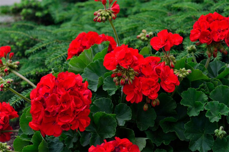 世界の花一覧 厳選 赤ゼラニウム 南アフリカ原産の花 開花時期が長く育てやすい品種といわれています 花言葉は 君ありて幸福 や 君がいて幸せ 花