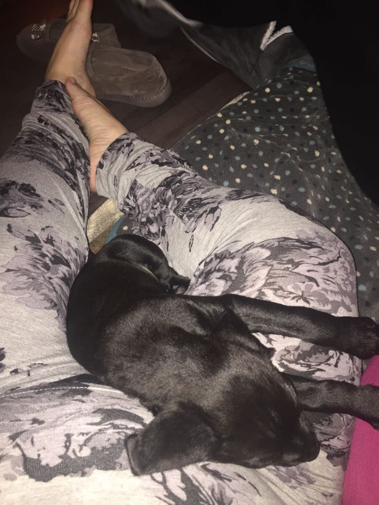 Cuppy_xx's tweet photo. Harley's favourite place to have a nap lol #BetweenMyLegs πΆπ³ I must have comfy thighs lol x #FatEnough #ChunkyCuppy https://t.co/KIwYYqRG0m