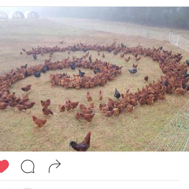 Jerry Saltz tweet media