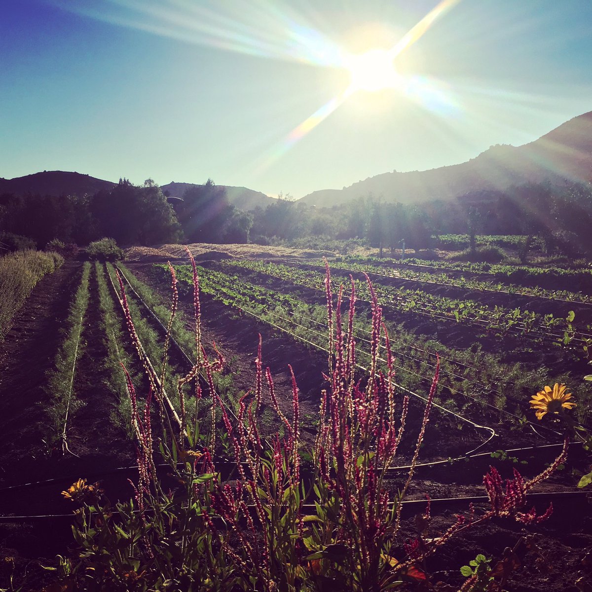 MeetMeAtTheSpa's tweet photo. #organicfarming @RanchoLaPuerta serves their guests and their famous #culinary classes #savortheranch #rancholapuerta #meetmeatthespa https://t.co/AVdU1M74Mq