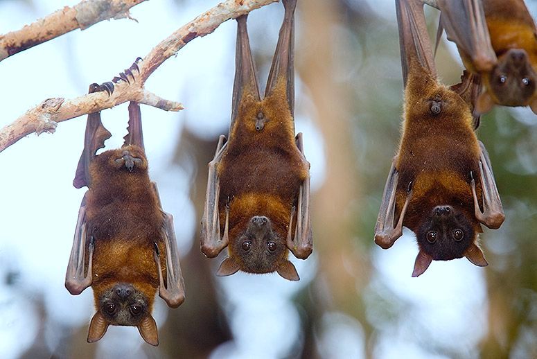 Bats_Rule's tweet photo. study finds that iconic animals get studied more often than less attractive critters https://t.co/G1HDbq8UkH #batsrule #batissues https://t.co/GmUXr1OQMs