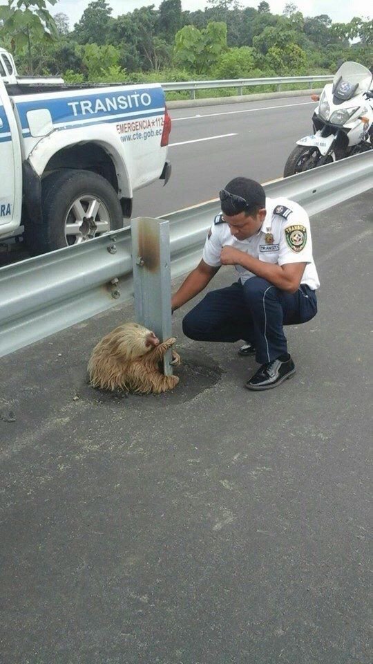 Raine4ver's tweet photo. This little guy was being rescued after trying to cross the highway in Ecuador 😍 https://t.co/REGlh7jaLX