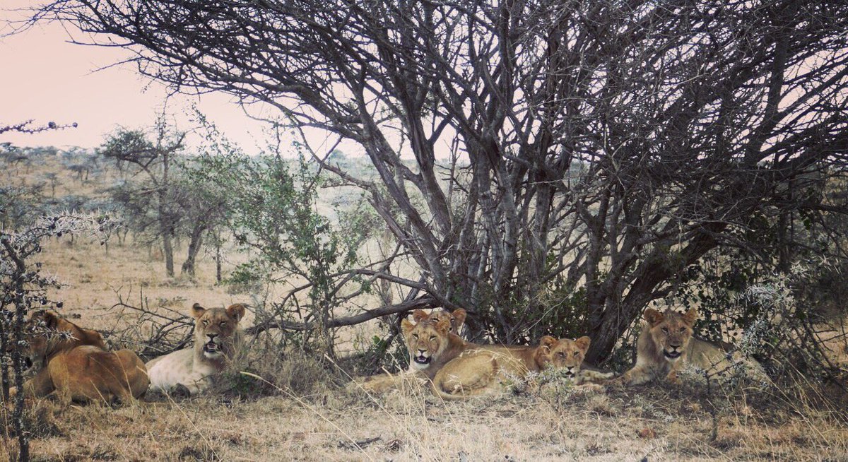 Family Weekend #SegeraSafari <a href="/whyILoveKenya/">#whyILoveKenya</a> <a href="/SegeraRetreat/">Segera Retreat</a> <a href="/NigelCrofton/">The Outposts</a>