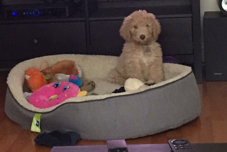 wrigleytflo's tweet photo. I am in desperate need of a groomer my hair is beginning to cover my eyes! Let me know for recommendations!!! #needhelp #quick #byebyehair https://t.co/uy3QQJfg9B