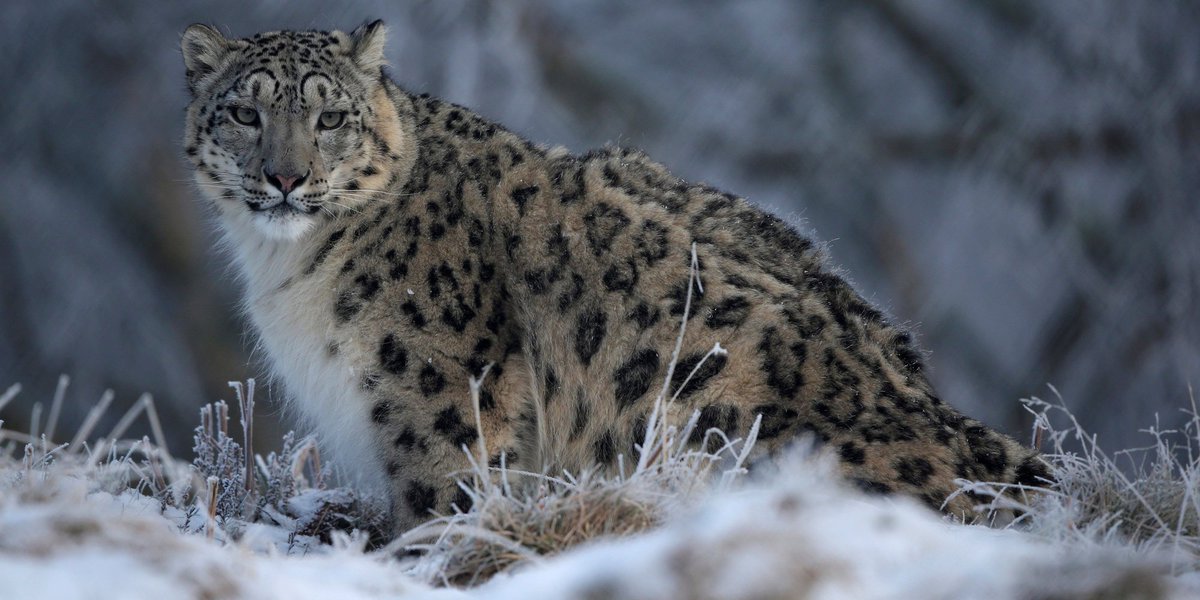 People keep killing snow leopards for eating their livestock | HuffPost