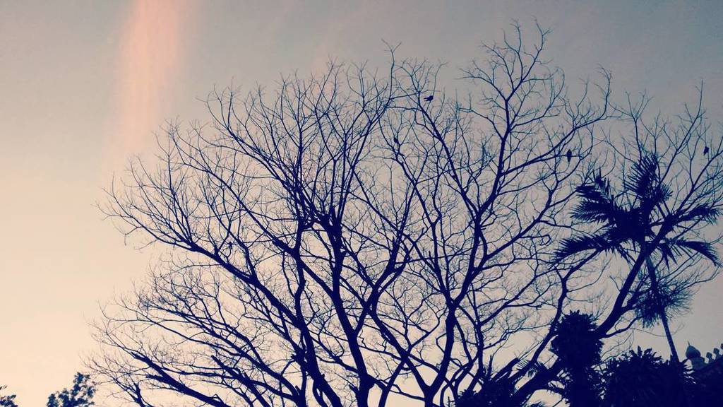 simplysafi's tweet photo. If something is evident in #Life, it's #Death.. #Morning #Branches #Tree #DyingTree https://t.co/8k4H3jzUmF https://t.co/PAfEb9Tzwu
