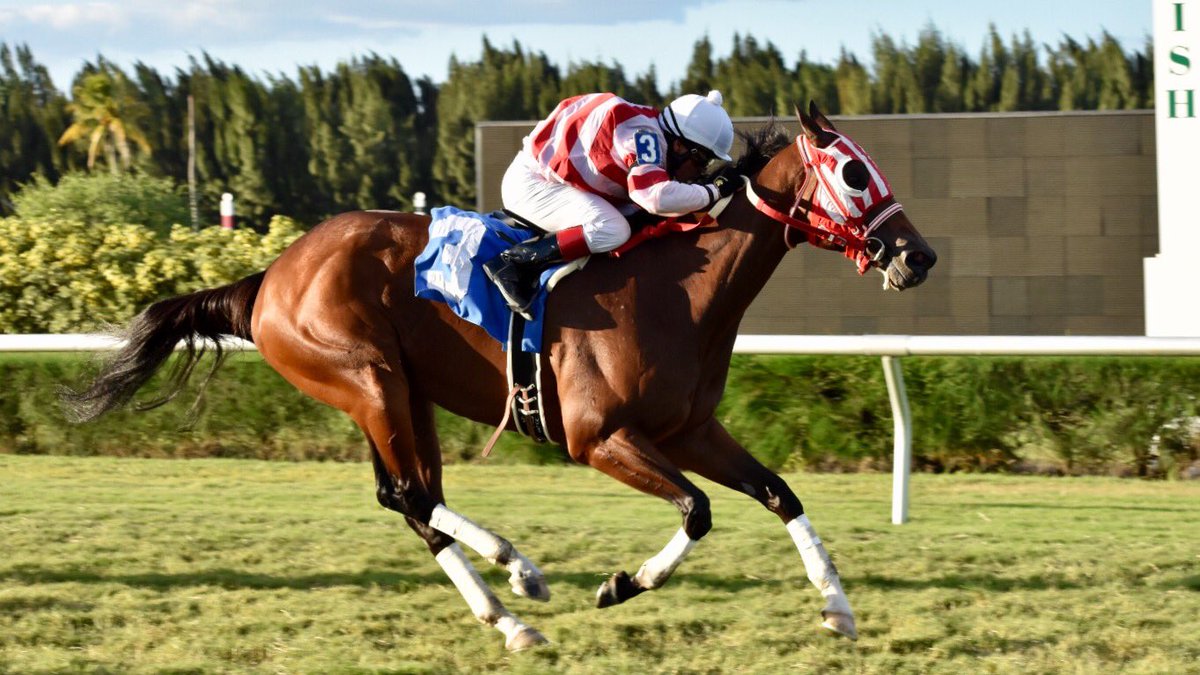 GulfstreamPark's tweet photo. Peper Dollie with Roberto Alvarado Jr dominate race 9 for trainer and owner Jason McCutchen #GulfstreamParkWest https://t.co/GCFV8k9lLD