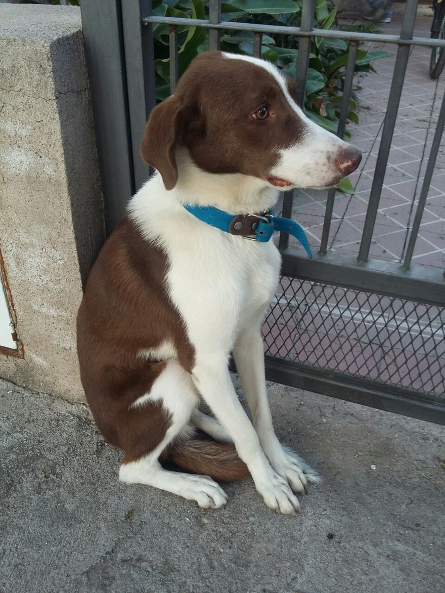 salinasandre's tweet photo. Lo encontré en barrio pueyrredon en la calle pascual contursi al 1400. COMPARTAN!!!!!! https://t.co/LGVZCBe2dL