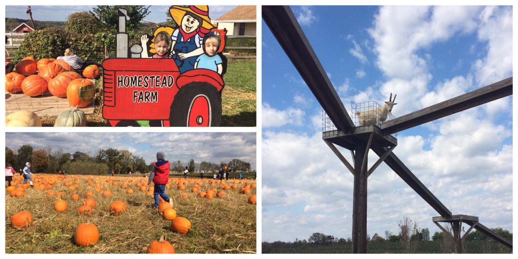 Pumpkins, hayride, funky goats &amp; sun = a recipe for a good fall Sunday with #kids at the Homestead Farm, Md #familytravel