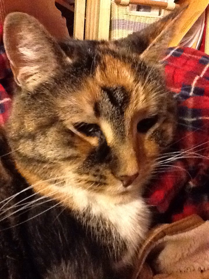 MiteMite's tweet photo. MiteMite never came home. https://t.co/PgLA52z7jF