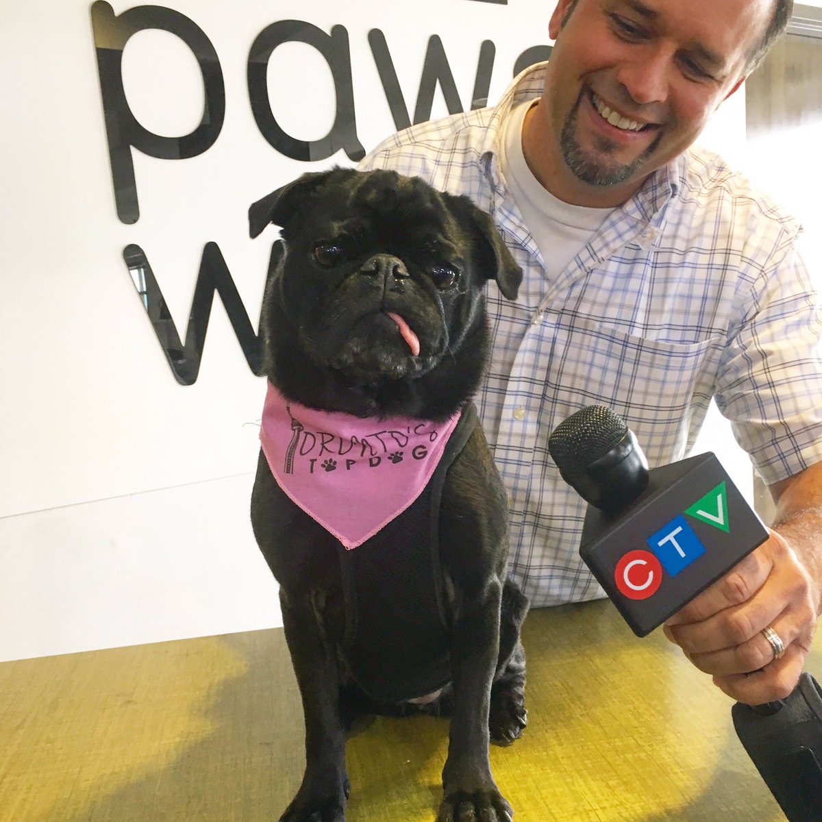 MarciIen's tweet photo. "@EdiethePug: Did you know @MarciIen @DennisRGillis that I met @AnwarKnight !? #luckypug https://t.co/zpStpLT4Ji"<LOVE