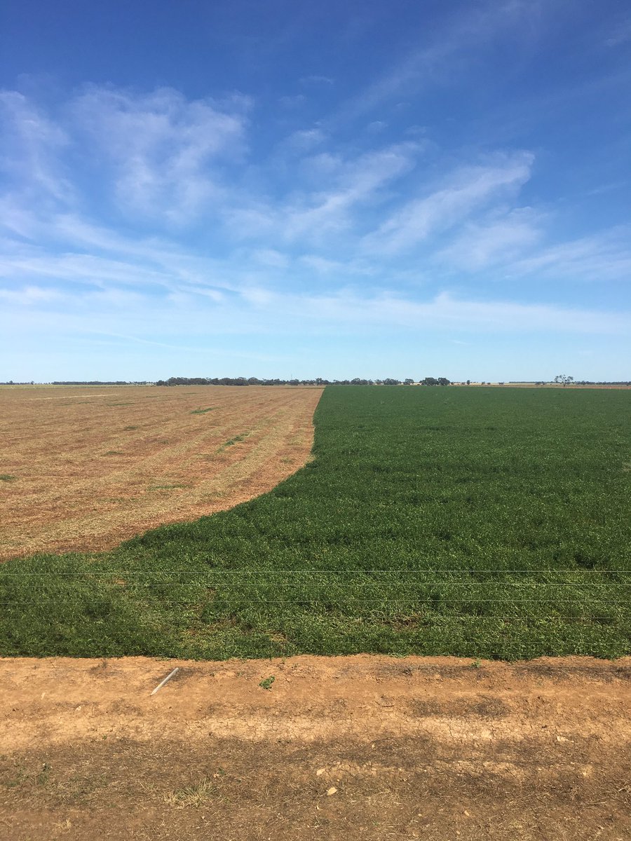 knight_gregor's tweet photo. Half hay, half grain #vetch cheers to @jarred_schlitz for the cut https://t.co/wq4CJ9aB5R