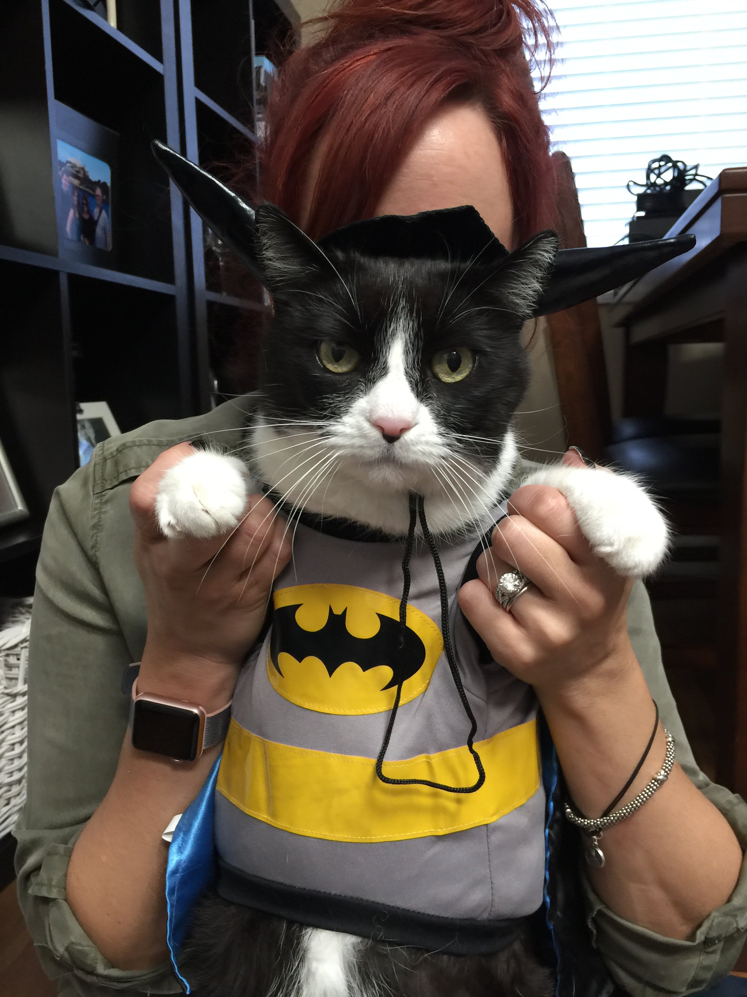 johntdrake on X My cat s Batman costume is cuter than andrearene s cat. Not the kitty our house needs but the kitty we deserve. https t T3QoIGWzgf X