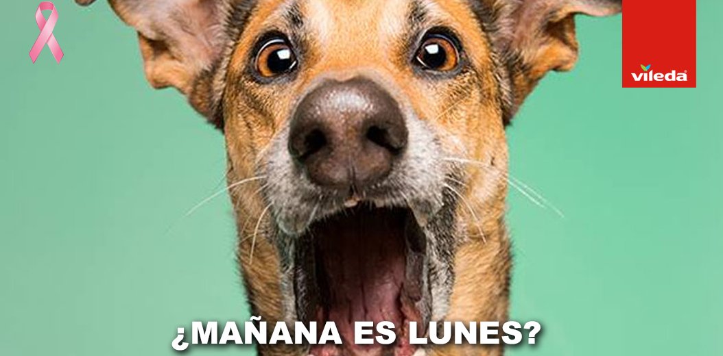 Vileda México tweet media