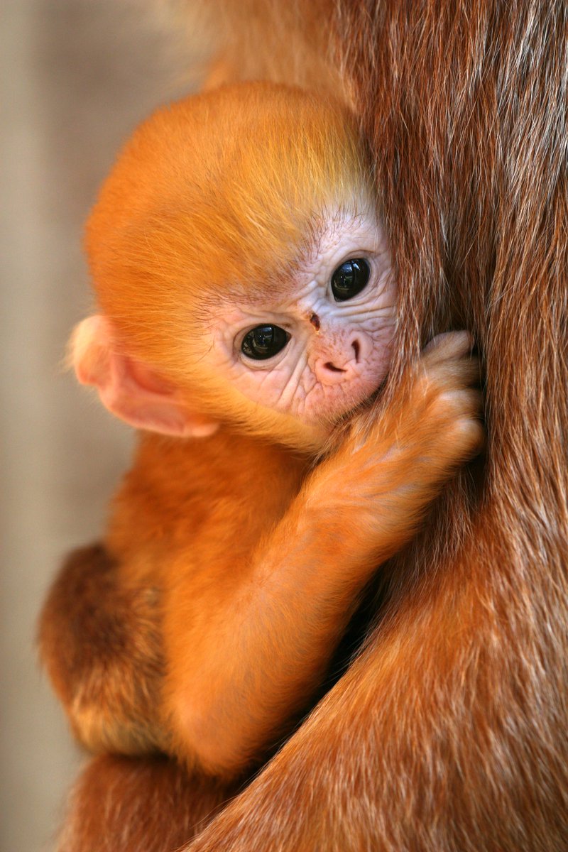 MBarisGurbuz's tweet photo. Günaydın ve doğum günün kutlu olsun 😍 🐵 🐒
#MonkeyCub #picture #photo #foto #NaturePhotography #Nature #Photography #animal #animals #monkey https://t.co/wT6lvKxKMs