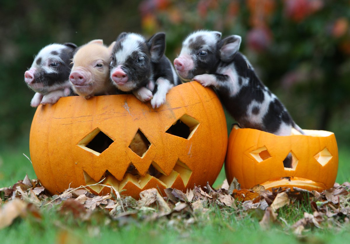 PennywellFarm's tweet image. It's Half Term and we have a day packed full of animal action, pumpkin carving and 2 fantastic shows from Mr Phil. The fun starts at 10am!