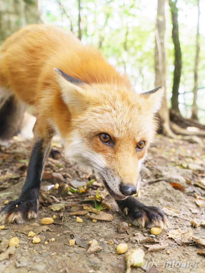 キツネ写真館 キツネ飼養中 食事中のおきつね 一つ目オバケにオヤツを取られないか心配の様子 T Co Jl7qarffvy T Co Aqmguakcpk Twitter キツネ写真館 キツネ飼養中 食事中のおきつね 一つ目オバケにオヤツを取られないか心配の様子 T Co Jl7qarffvy T Co Aqmguakcpk Twitter