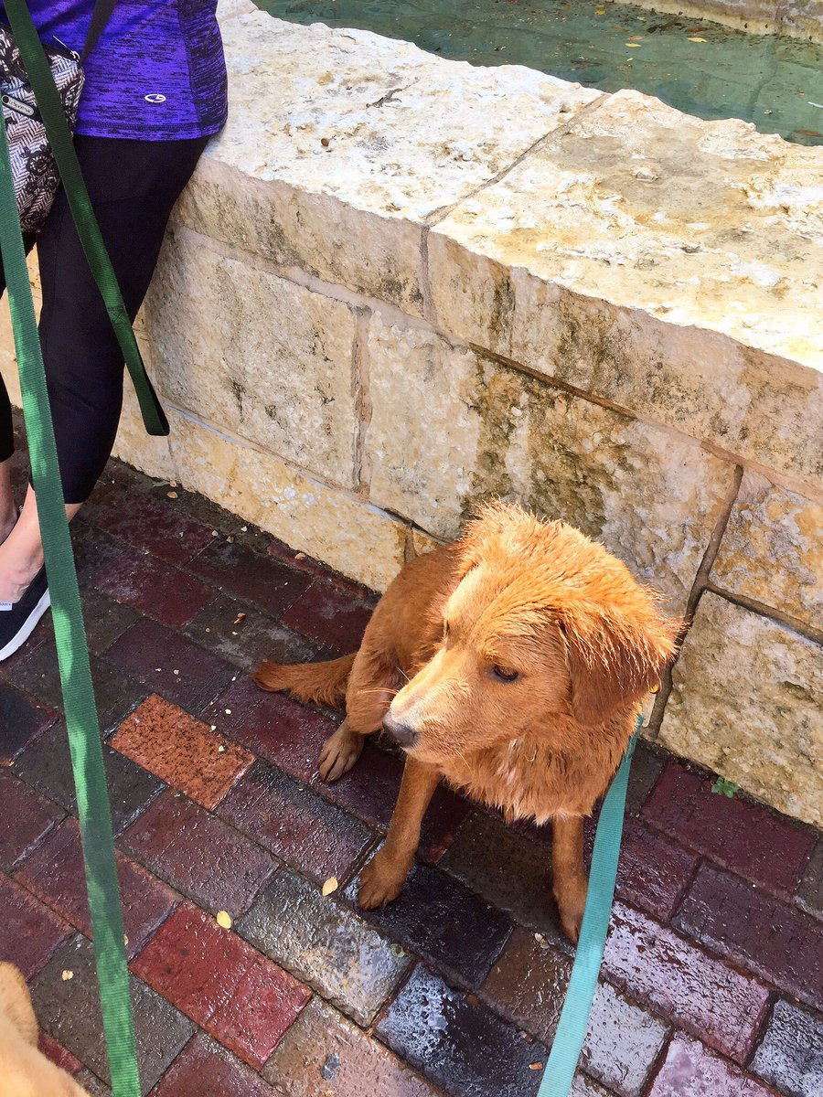 leilaniWHAA's tweet photo. My pups are hoots. Bruce has "Resting Sad Face" &amp; wears shades for others to believe he's happy &amp; Maple jumps in water fountains just bc...😂 https://t.co/rgKlILXubB
