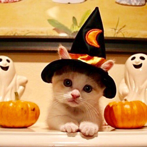 Elverojaguar's tweet image. 🐾👻🐾👽🐾🎃🐾Wishing you all a week ... full of mystery and ... imagination ... Kitten World and beyond ...