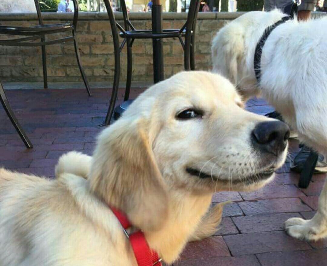 WORLDSTAR's tweet photo. When your human says "who's a good boy" and you already know it's you https://t.co/MUzURSaODm