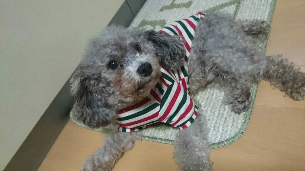 9696969696tapi's tweet photo. 愛犬が盗まれました。

協力してください。
お願いします。

#拡散希望
#拡散希望
#拡散希望
#拡散希望
#拡散希望 https://t.co/3JHbTrs74u