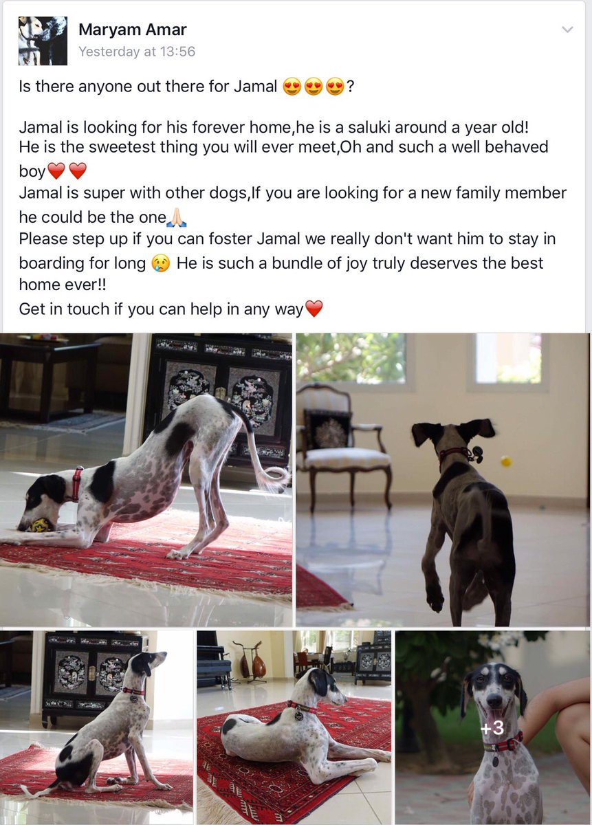 Adopt A Dog ME tweet media