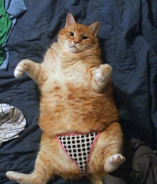 Funny Cat Bra Pet Cat Underwear