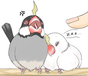 文鳥可愛いのtwitterイラスト検索結果 古い順