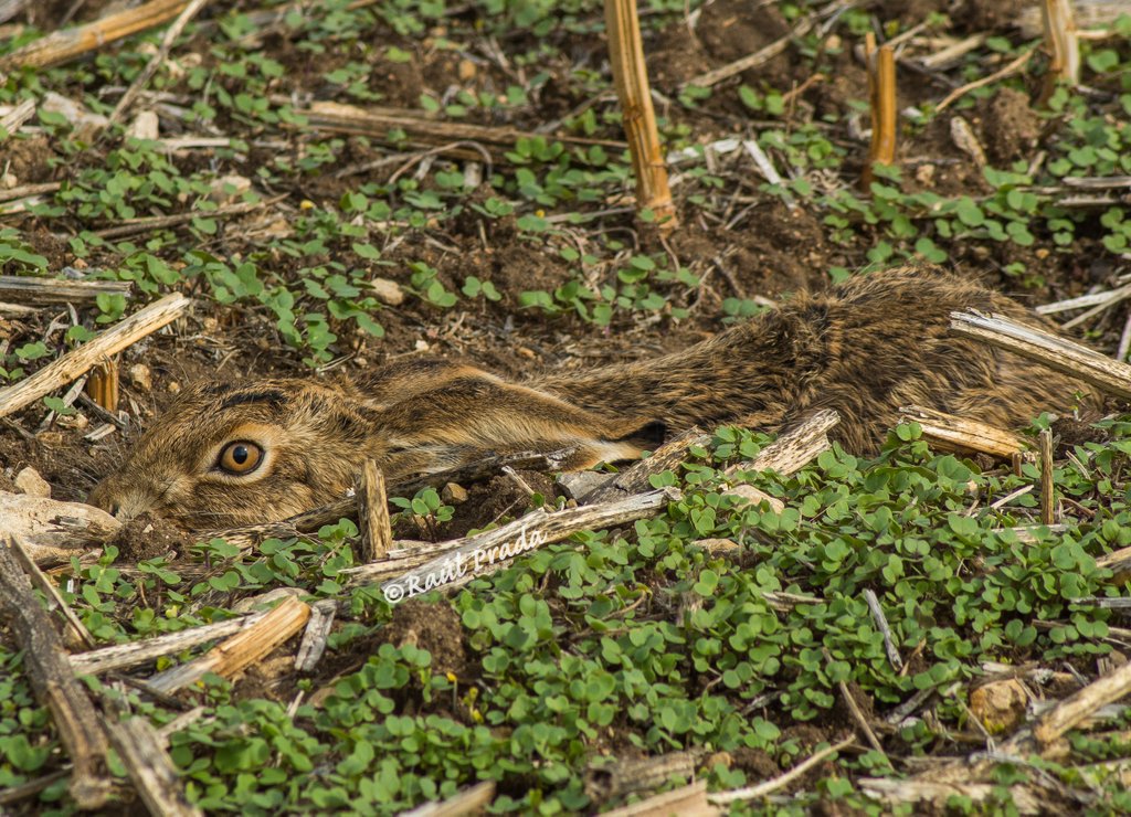 Liebre, desde otro ángulo.