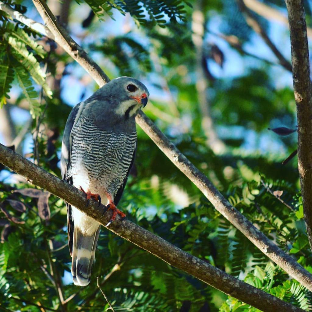 Malindi_365's tweet photo. Someone is keeping a watchful eye over the fishpond at HQ. #gabargoshawk #birdofprey #goshawk #fishbeware #igbirds โฆ https://t.co/Z2ke4mhObh