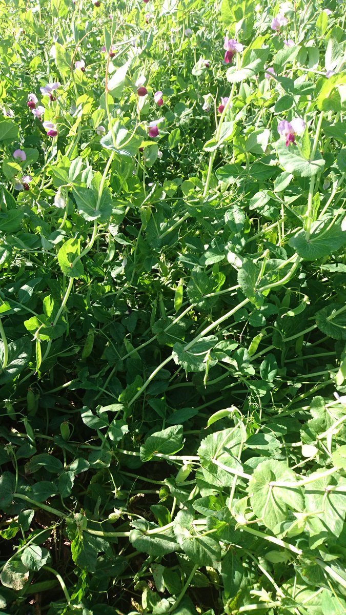Quiggs's tweet image. After a wet winter not doing much. Peas still flowering and setting pods, enjoying the mild spring. #canwaittillharvest