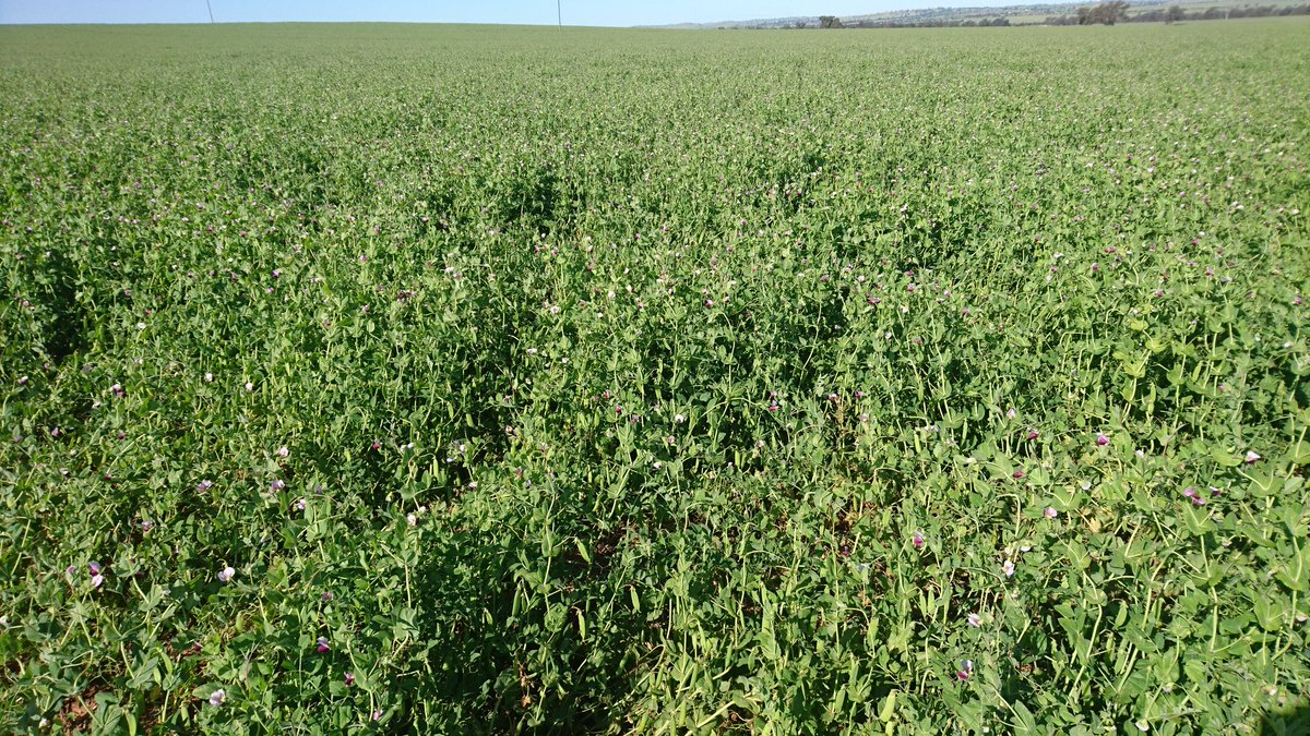 Quiggs's tweet image. After a wet winter not doing much. Peas still flowering and setting pods, enjoying the mild spring. #canwaittillharvest