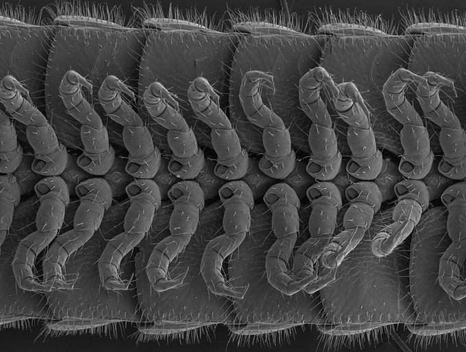 Ver imagen en Twitter