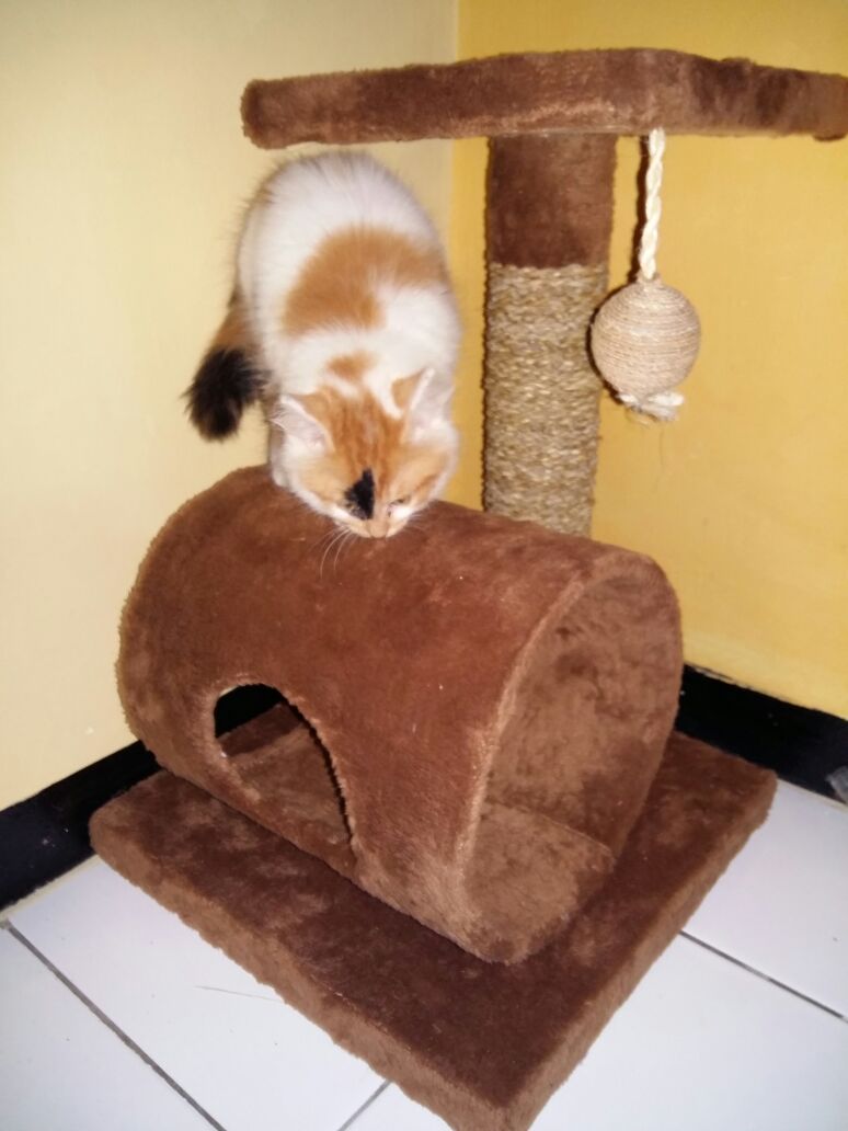 DHEASELASIH's tweet photo. @DaerahJabar #jual Cat Scratcher,PO 14 hari,warna bebas pilih,asli buatan #bandung.order WA: 08112209299 https://t.co/NXCSoyDZ2E