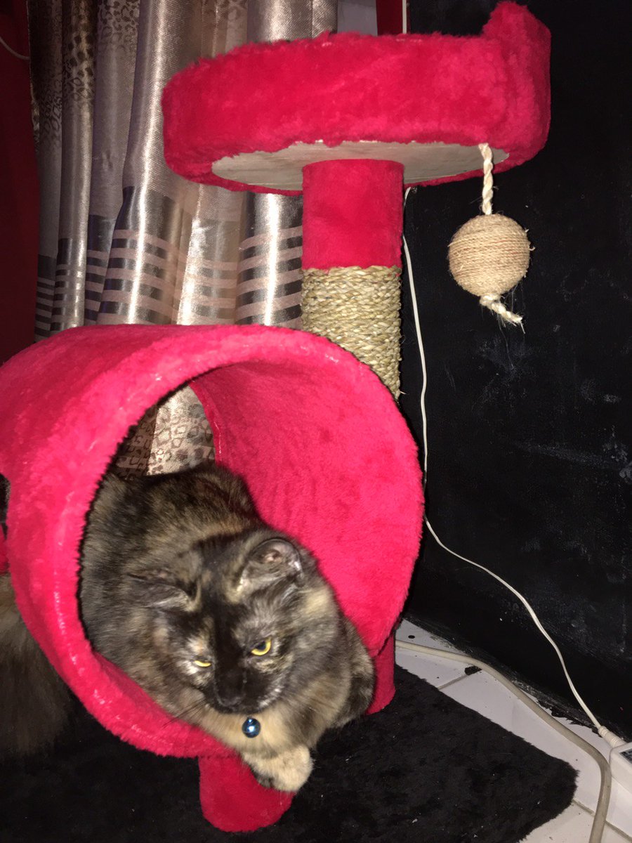 DHEASELASIH's tweet photo. #jual Cat Scratcher,PO 14 hari,warna bebas pilih,asli buatan #bandung.order WA: 08112209299 @Bandung_Update https://t.co/axKKANrcYs