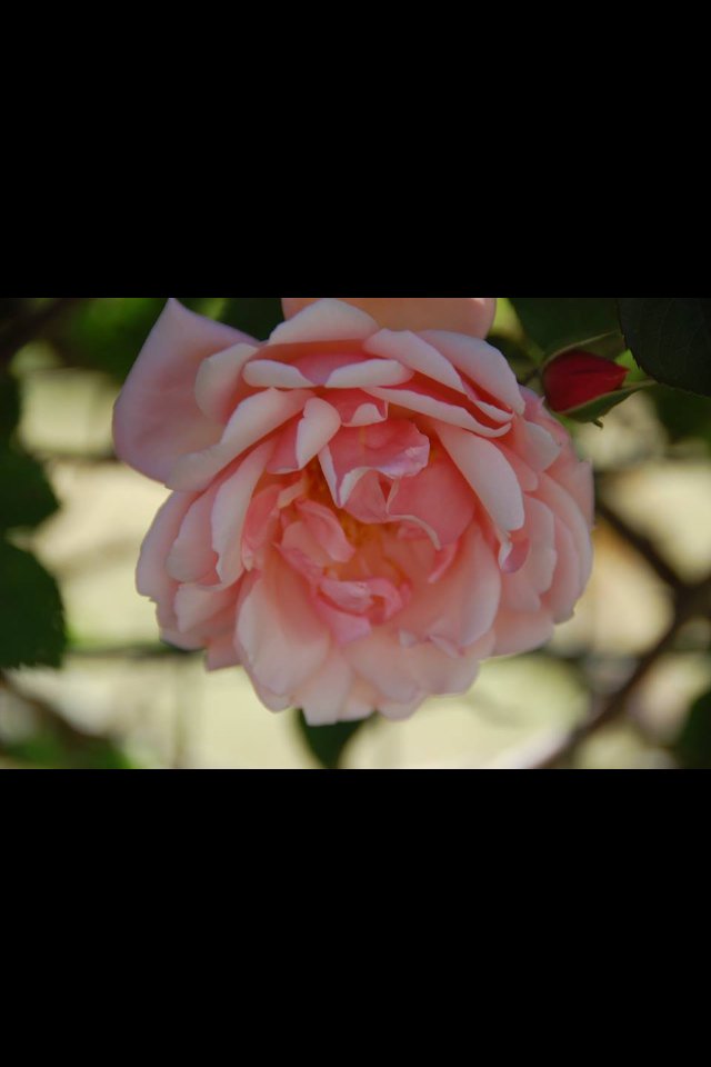 Pink for cancer awareness !!!