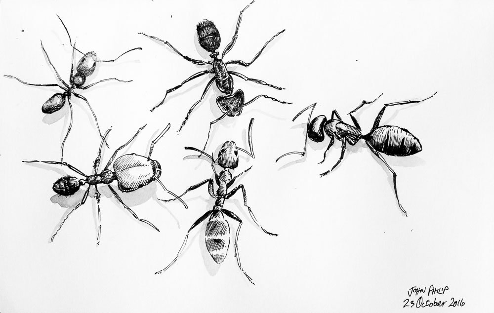 Day 23 - Ants in Ink
#inktober #inktober2016
johnphilip.co.za/?p=1429