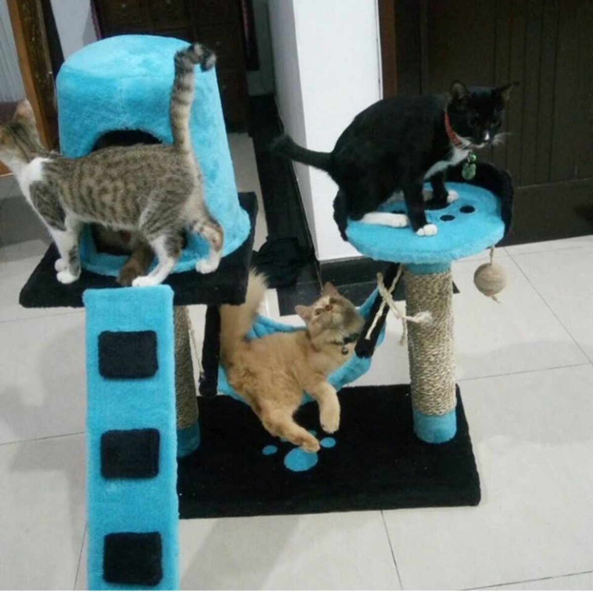 DHEASELASIH's tweet photo. @HaloMalangCom #jual Cat Scratcher,PO 14 hari,warna bebas pilih,asli buatan #bandung.order WA: 08112209299 https://t.co/vSkJV5Gszl