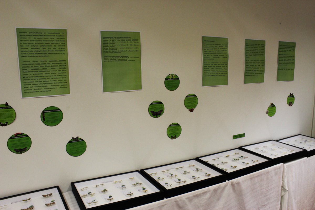 Apteekkari Mannelinin perhoskokoelman perhosia nähtävillä Botanian näyttelyhuoneessa. #näyttely #joensuu #perhonen #perhoskokoelma